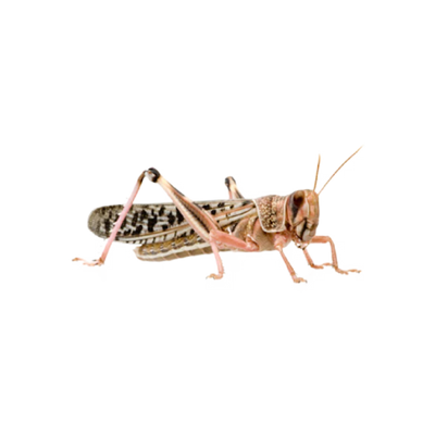 Nagy méretű sivatagi vándorsáska