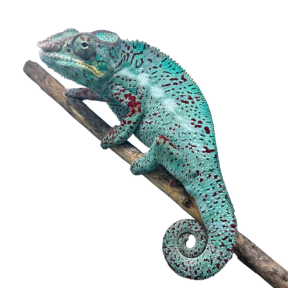 Párduc Kaméleon Hím