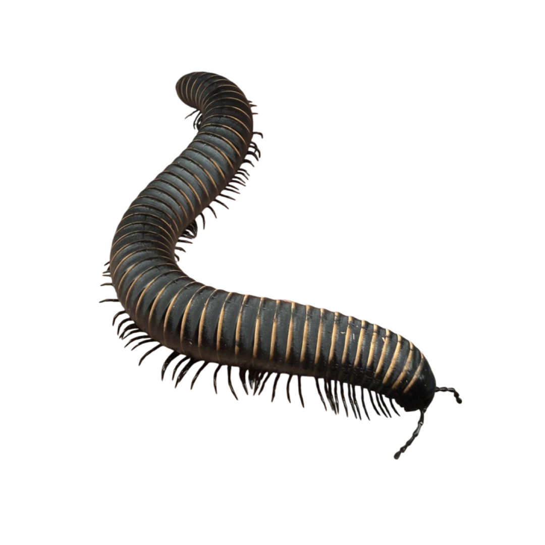 Odontostreptus Sjoestedti