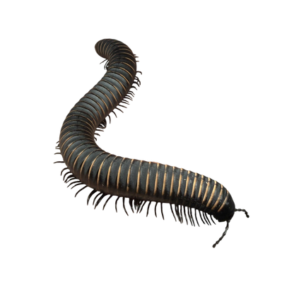 Odontostreptus Sjoestedti
