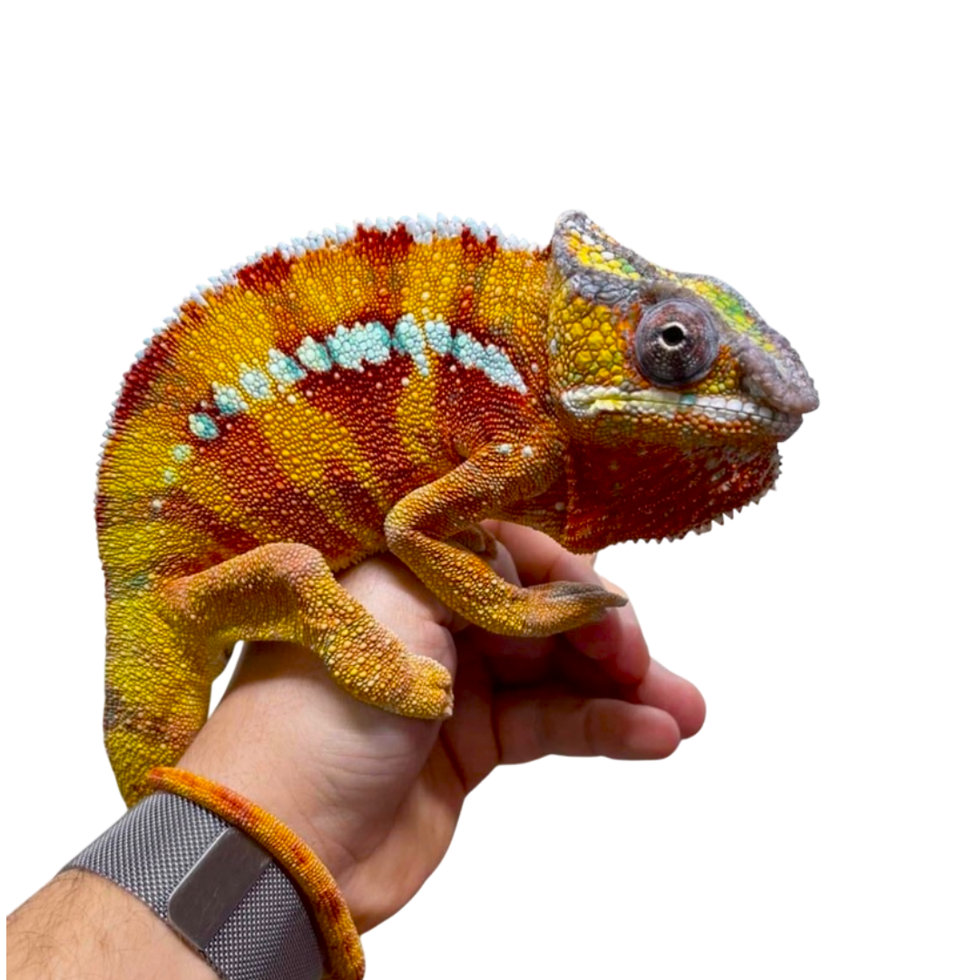 Párduc Kaméleon Hím