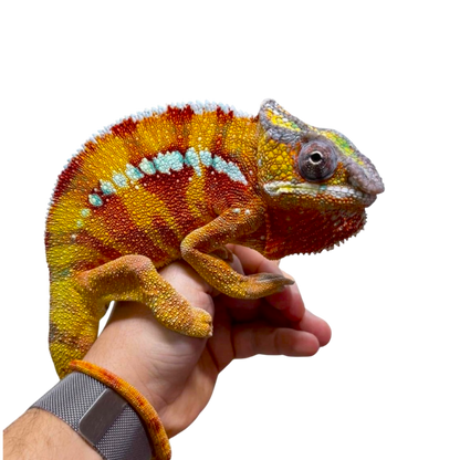 Párduc Kaméleon Hím