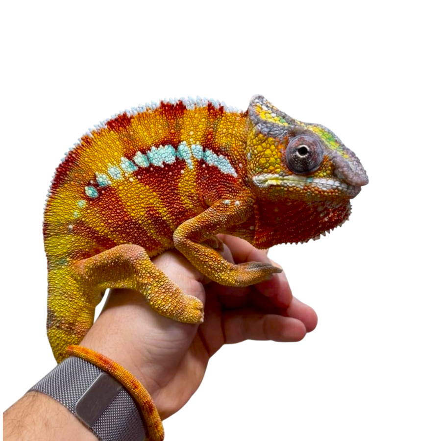 Párduc Kaméleon Hím