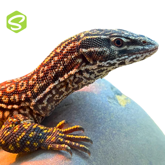 Varanus acanthurus