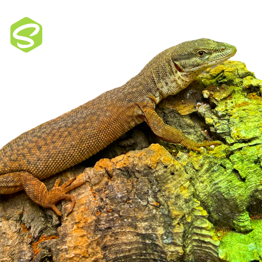 Varanus Storri