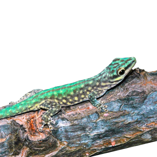 Phelsuma Abotti Chekei