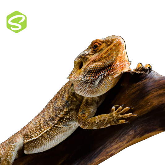 Szakállas Agáma Szett