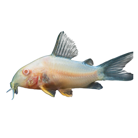Albínó-díszmárna - Corydoras albino