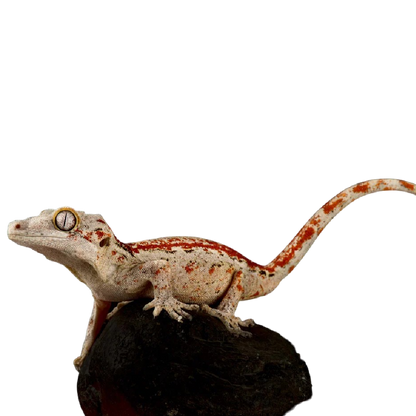 Vízköpő Gekkó - Rhacodactylus Auriculatus