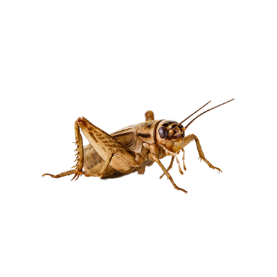 Közepes méretű barna tücsök