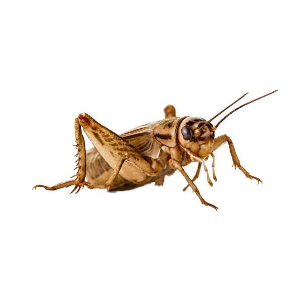 Eleségállat - Nagy méretű barna tücsök – Sindler Reptiles