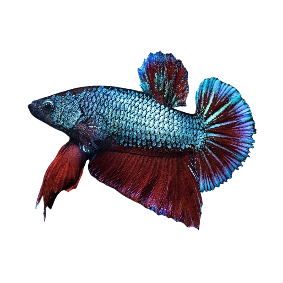 Sziámi harcoshal - Betta Splendens