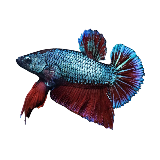 Sziámi harcoshal - Betta Splendens