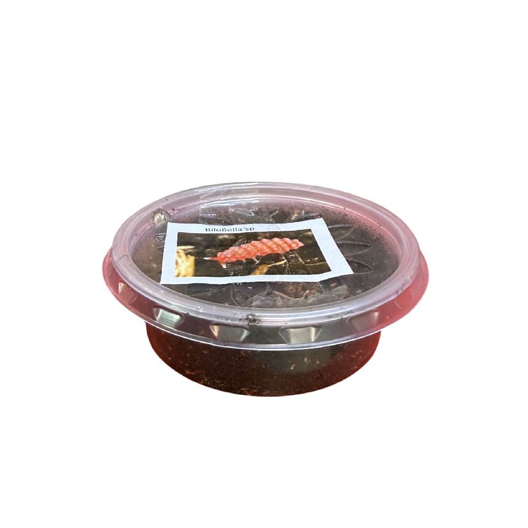 Piros Ugróvillás  - 50 ml (Bilobella sp)