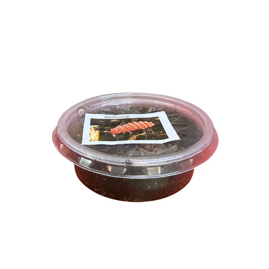 Piros Ugróvillás  - 50 ml (Bilobella sp)