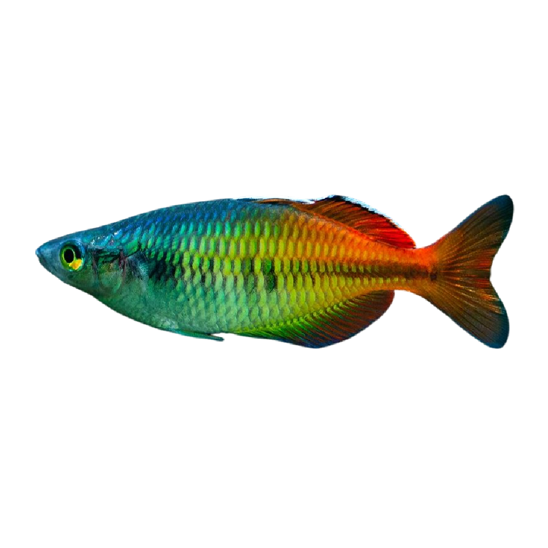 Boesemani kalászhal