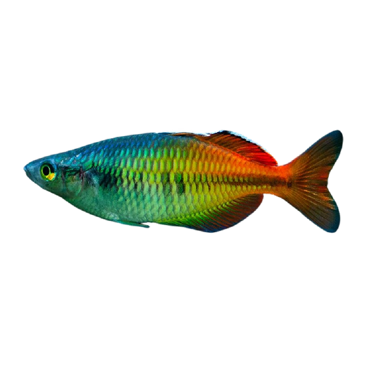 Boesemani kalászhal