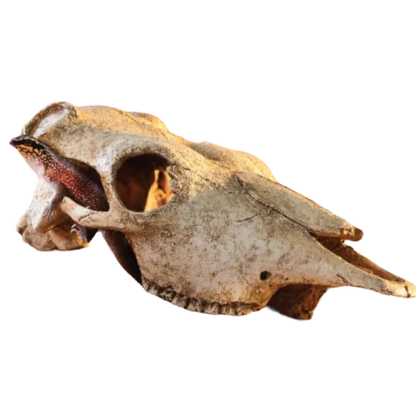 Exo Terra Bölény Koponya