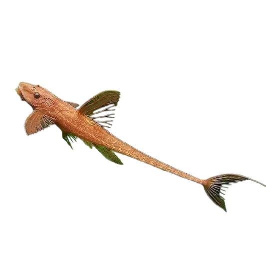 Boszorkányharcsa red