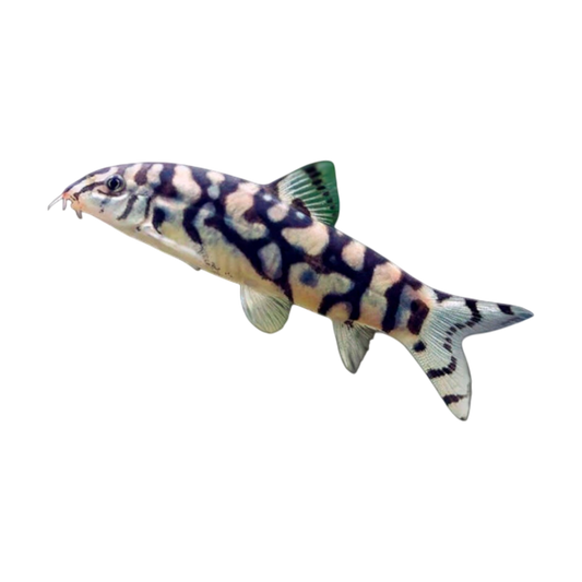 Botia Lohachata