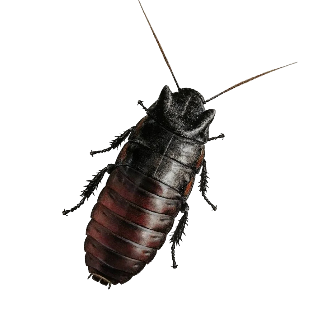 Gromphadorhina oblongonota - Madagaszkári Bütykös Csótány