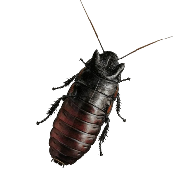 Gromphadorhina oblongonota - Madagaszkári Bütykös Csótány