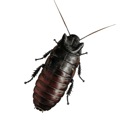 Gromphadorhina oblongonota - Madagaszkári Bütykös Csótány