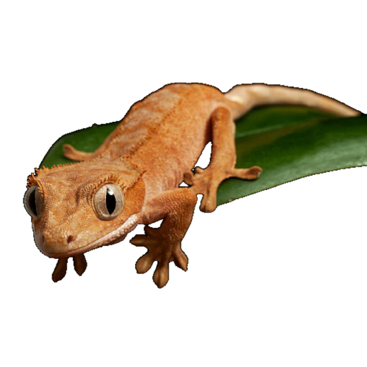 Vitorlás Gekkó - Correlophus ciliatus