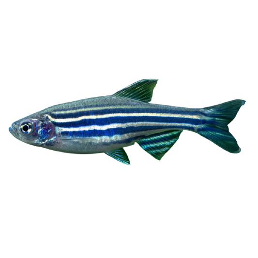 Zebradánió - Danio rerio