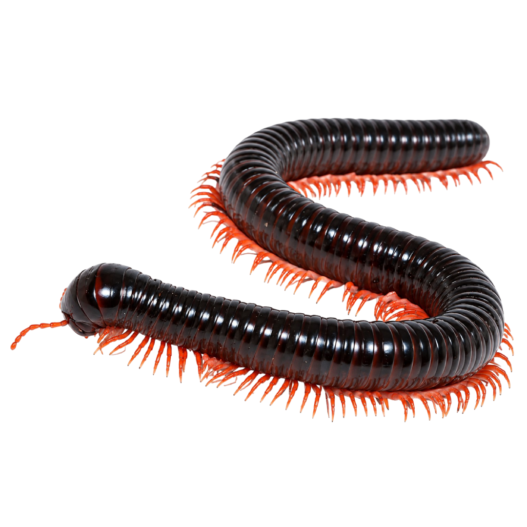 Alienostreptus Bicoloripes "Red Leg"