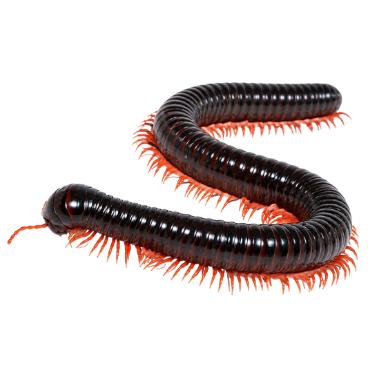 Alienostreptus Bicoloripes "Red Leg"