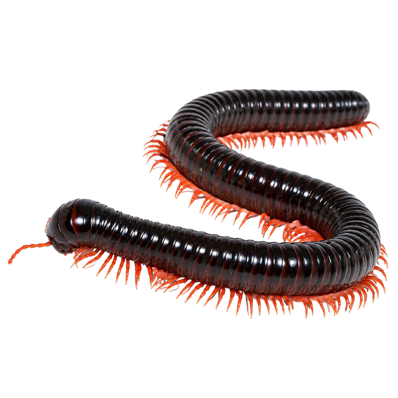 Alienostreptus Bicoloripes "Red Leg"