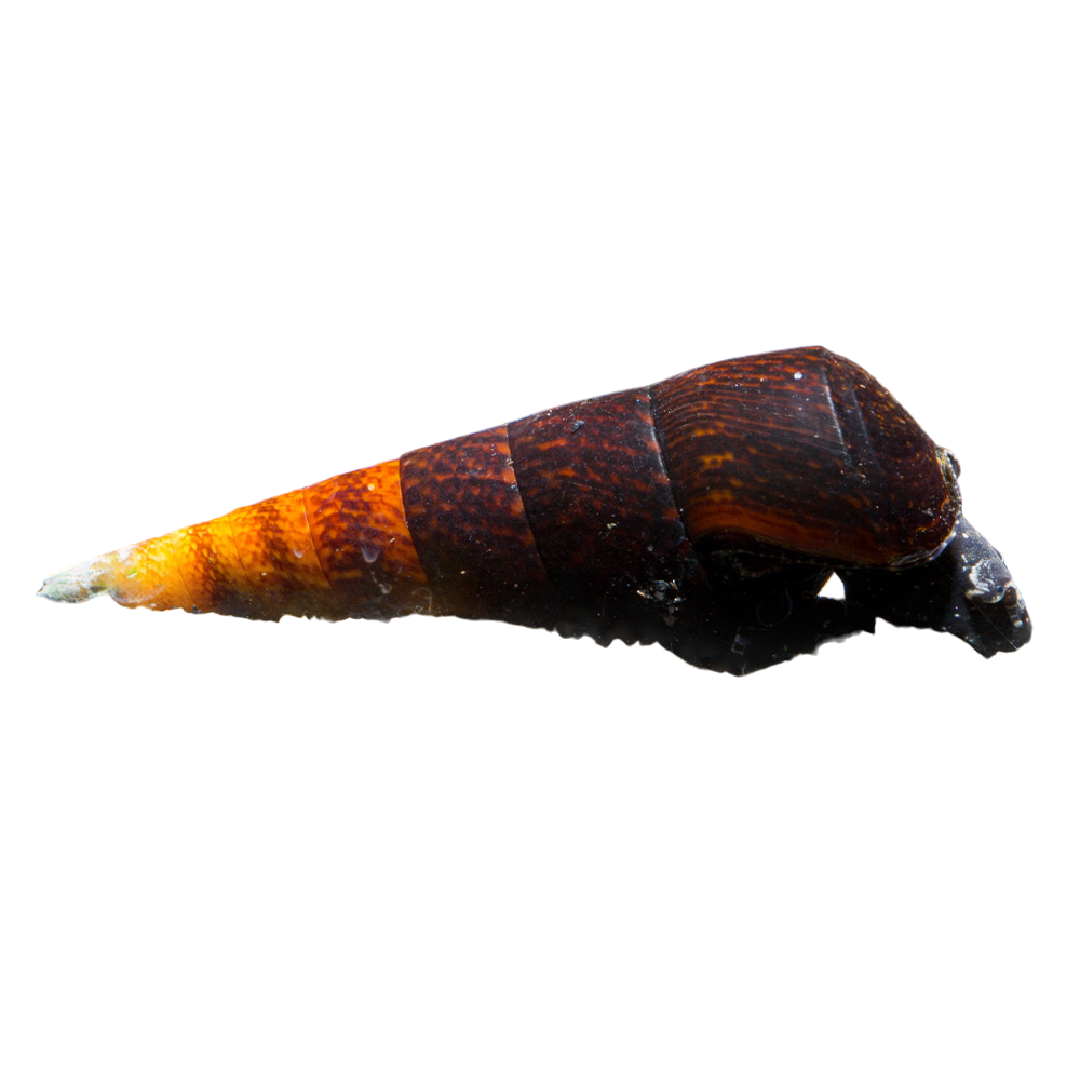 Lávacsiga - Faunus ater