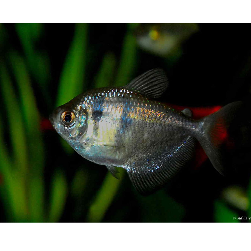 Fekete tetra