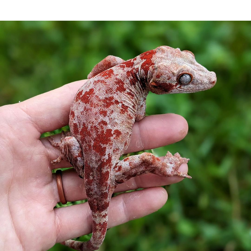 Vízköpő Gekkó