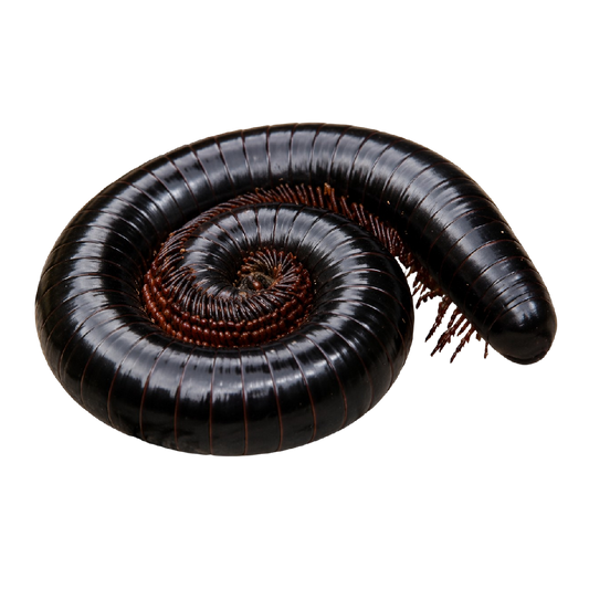 Doratogonus rugifrons