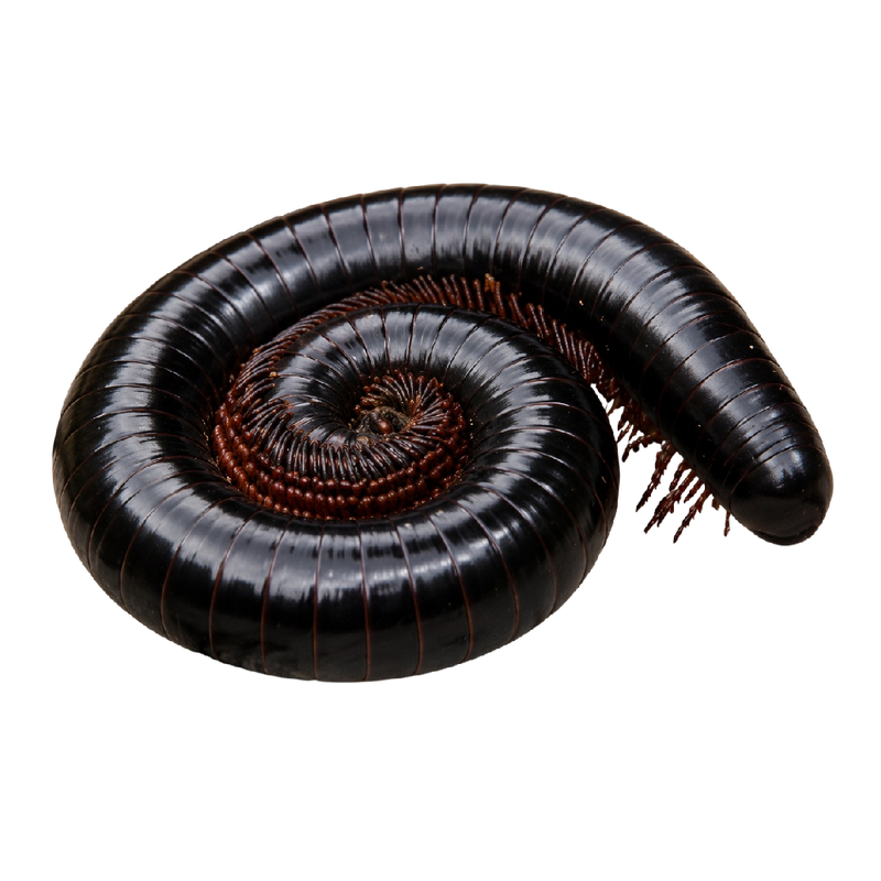 Doratogonus rugifrons