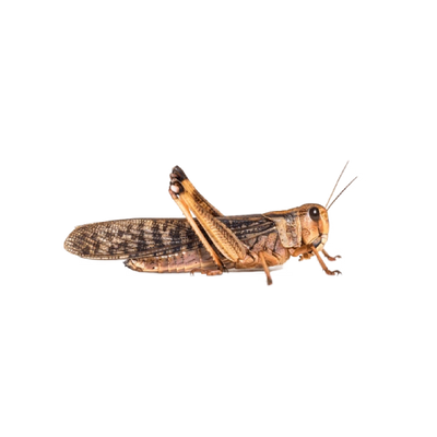 Nagy méretű keleti vándorsáska