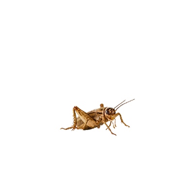 Hangya méretű barna tücsök