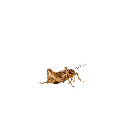 Hangya méretű barna tücsök