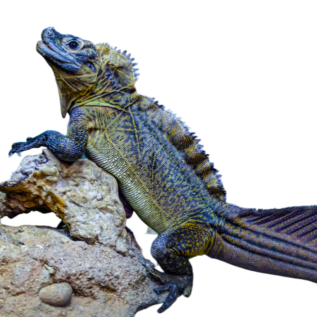 Hydrosaurus spp.
