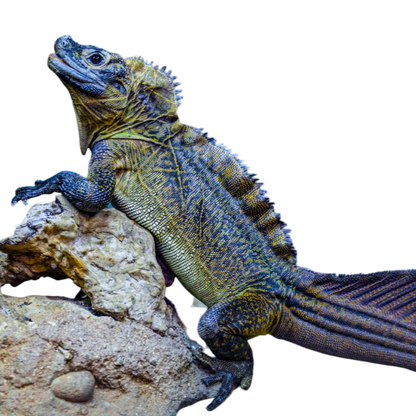 Hydrosaurus spp.