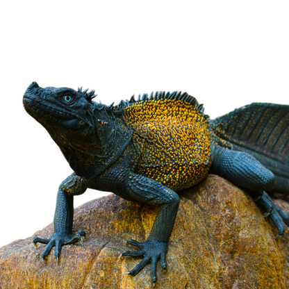 Hydrosaurus spp.