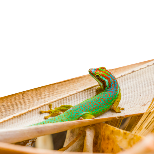 Phelsuma Inexpectata