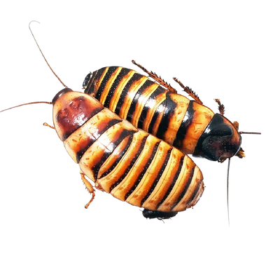 Elliptorhina javanica - Jávai Sziszegős Csótány