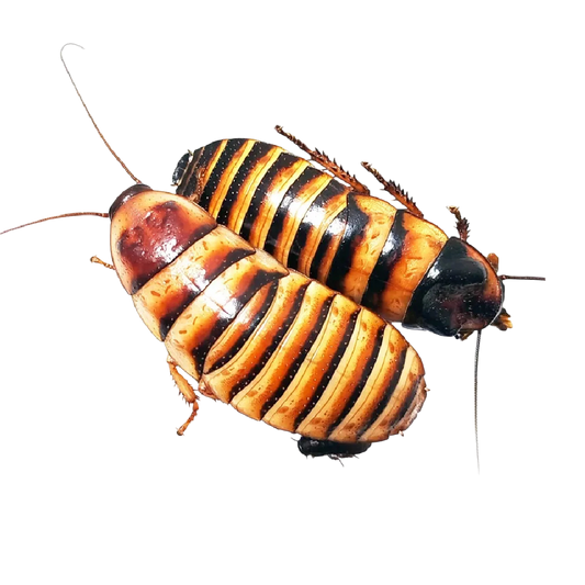 Elliptorhina javanica - Jávai Sziszegős Csótány