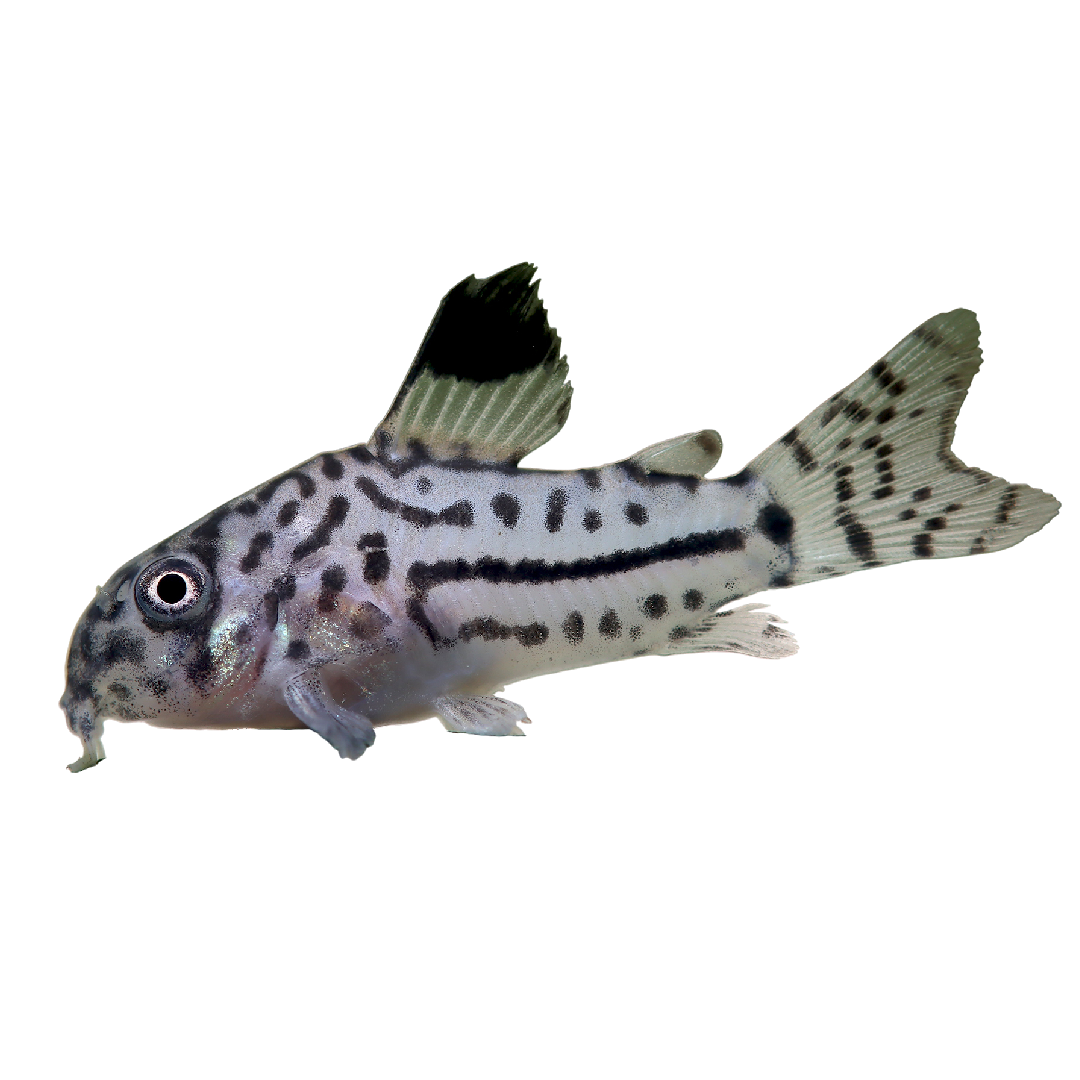 Julii-díszmárna - Corydoras julii