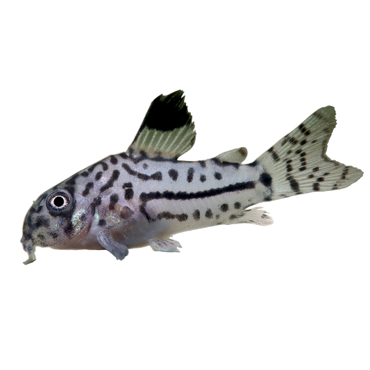 Julii-díszmárna - Corydoras julii