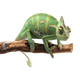 Kaméleon