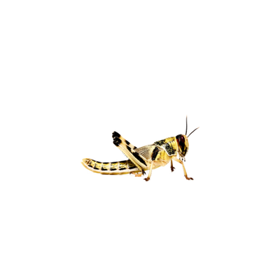 Kis méretű sivatagi vándorsáska